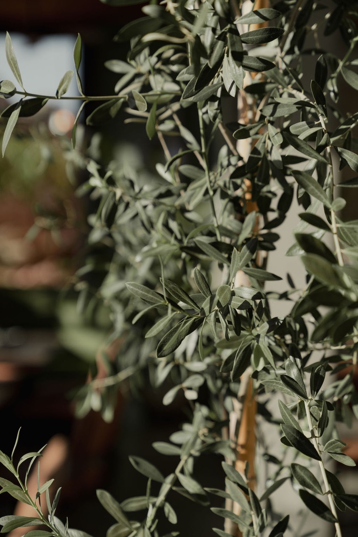 Olive branches in the afternoon light